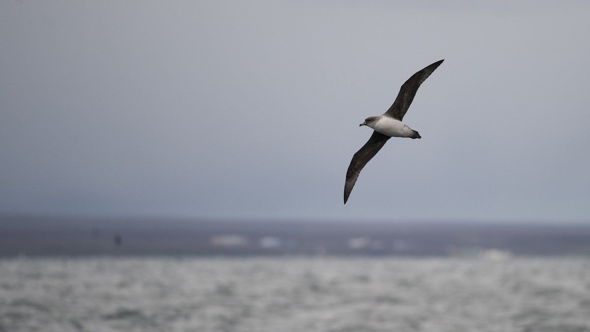 Gray Petrel - ML645441191
