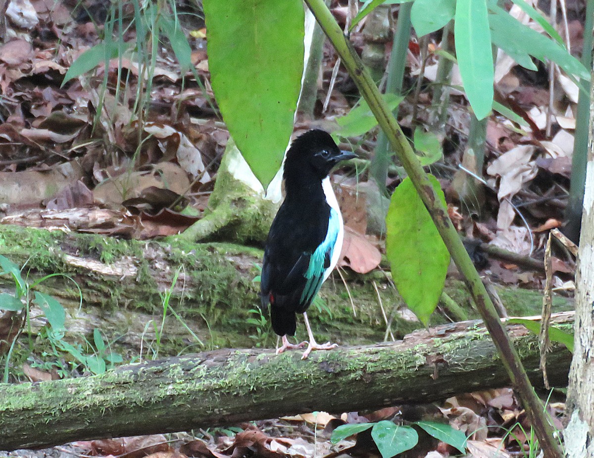Ivory-breasted Pitta (Ivory-breasted) - ML645441199