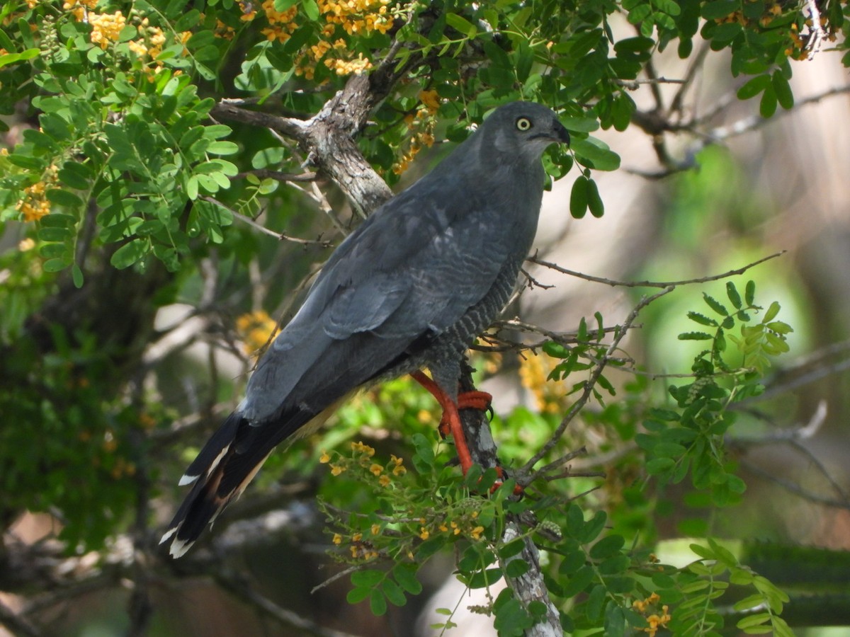 Crane Hawk - ML645441200