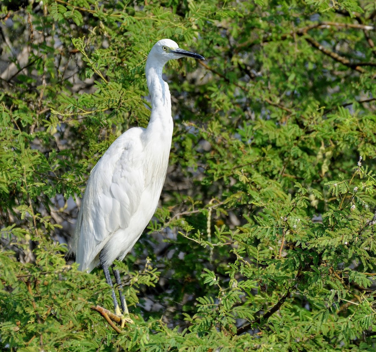 Little Egret - ML645441201