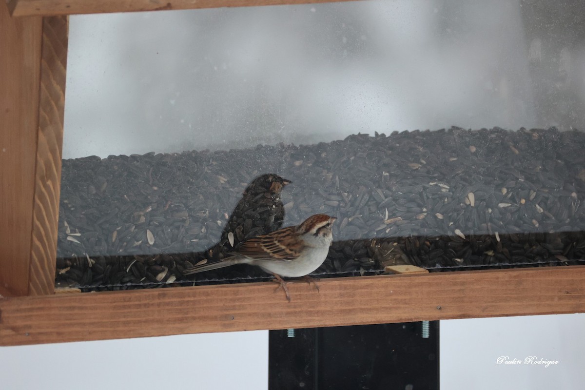 Chipping Sparrow - ML645441206