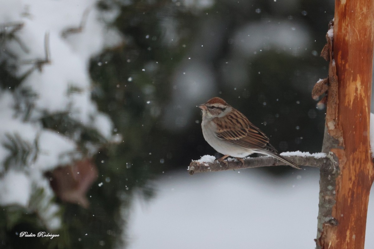 Chipping Sparrow - ML645441207