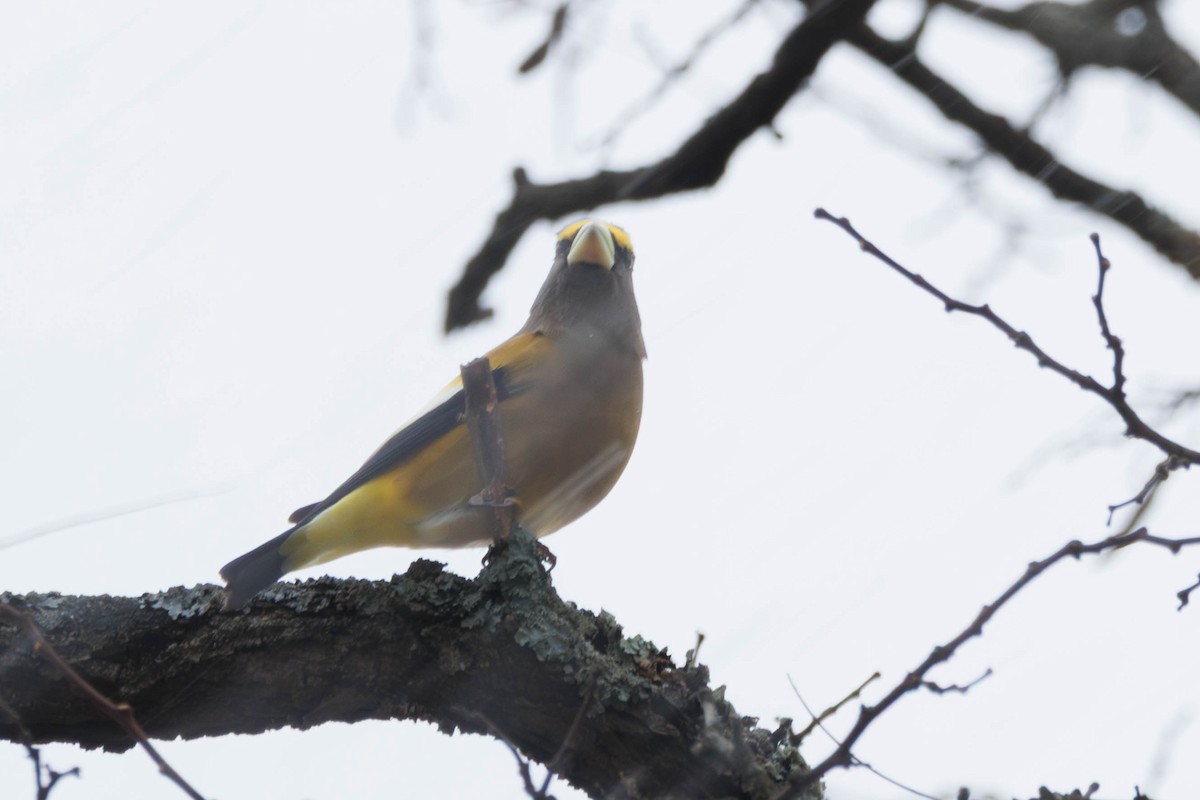 Evening Grosbeak - ML645441212