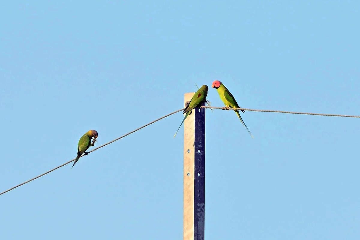 Blossom-headed Parakeet - ML645441214