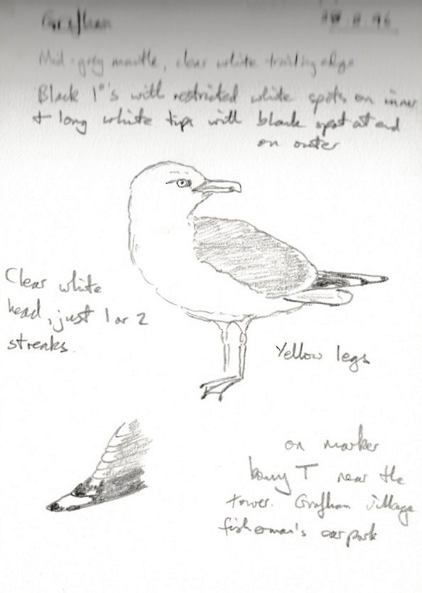 Yellow-legged Gull (michahellis) - ML645441215