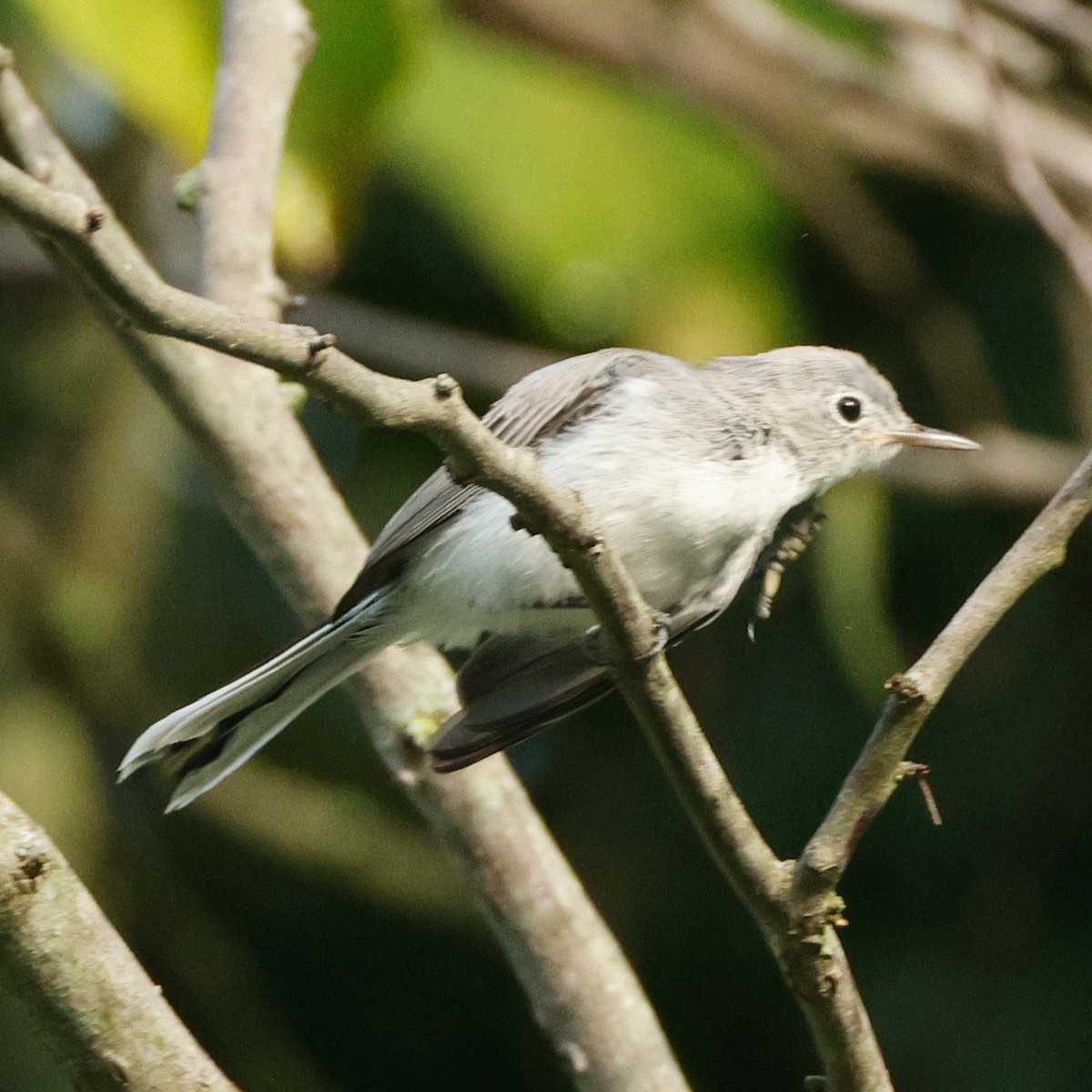 Blue-gray Gnatcatcher - ML645441217