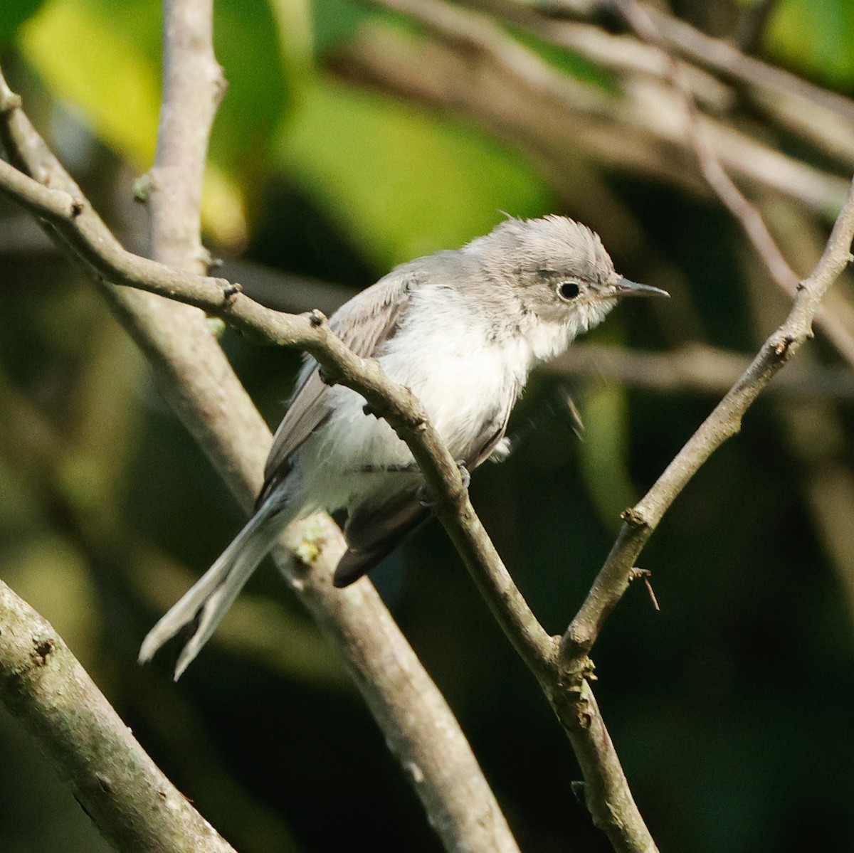 Blue-gray Gnatcatcher - ML645441218