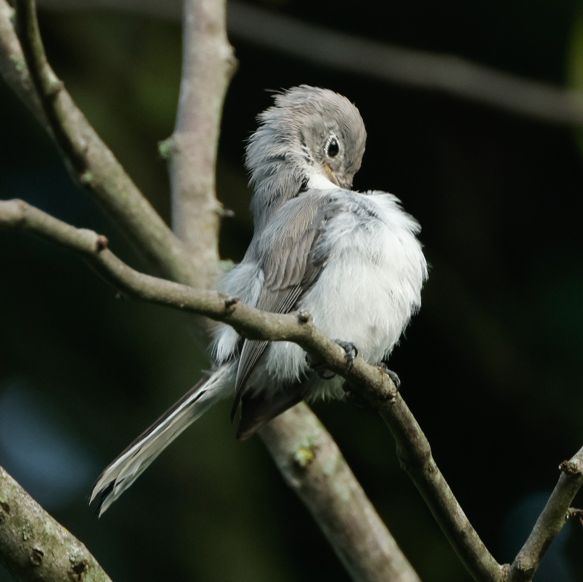 Blue-gray Gnatcatcher - ML645441219