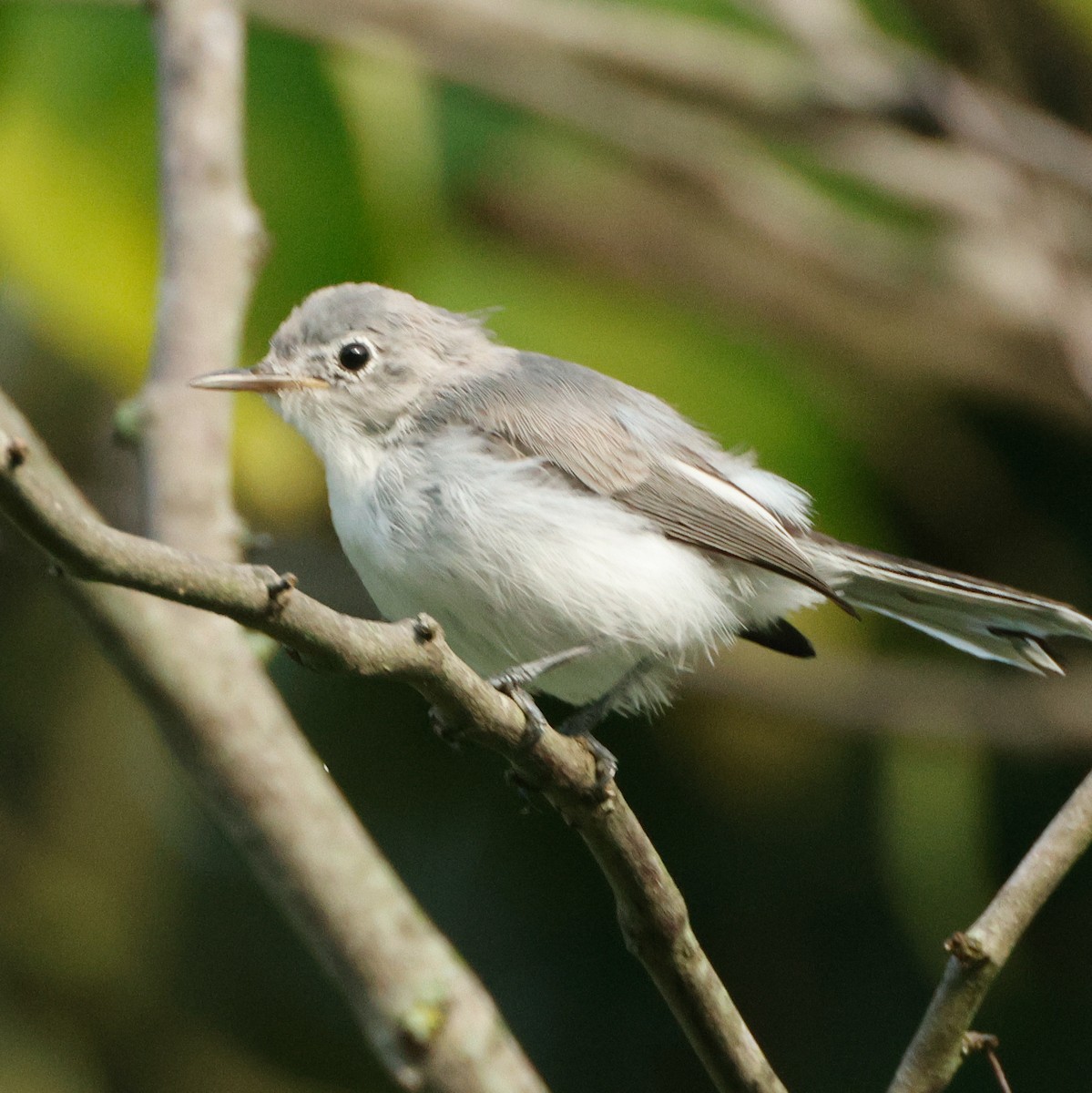 Blue-gray Gnatcatcher - ML645441220