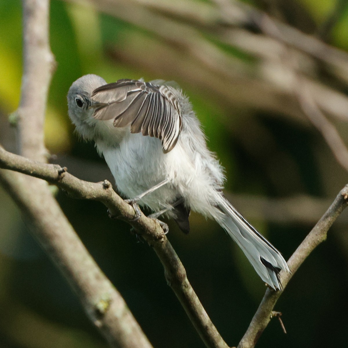 Blue-gray Gnatcatcher - ML645441221