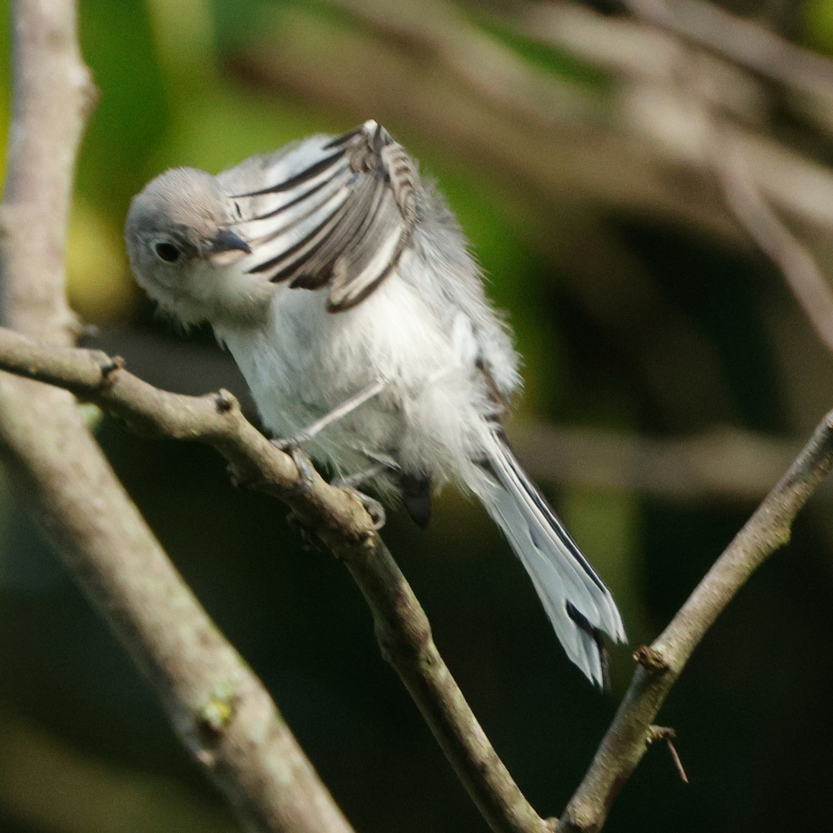 Blue-gray Gnatcatcher - ML645441222