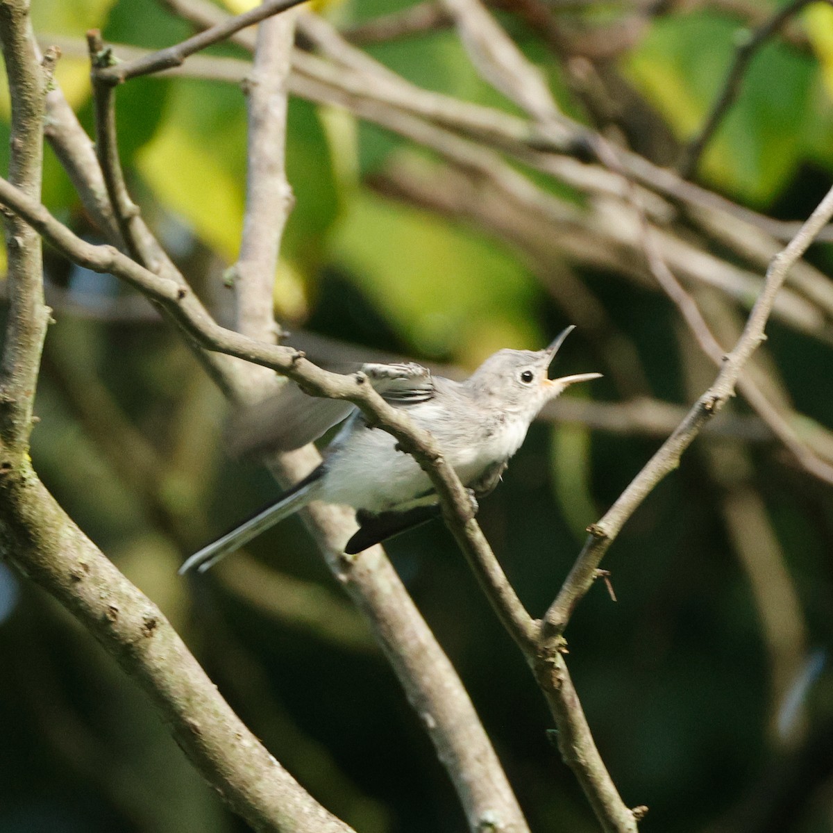 Blue-gray Gnatcatcher - ML645441223