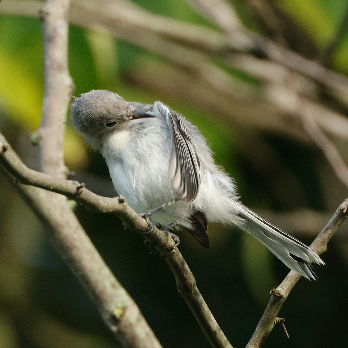Blue-gray Gnatcatcher - ML645441224