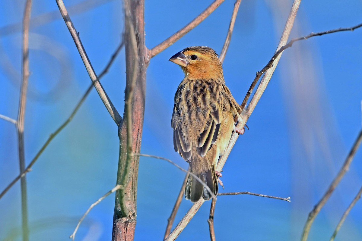 Asian Golden Weaver - ML645441226