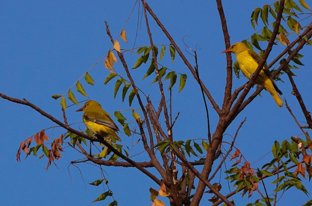 Indian Golden Oriole - ML645441232