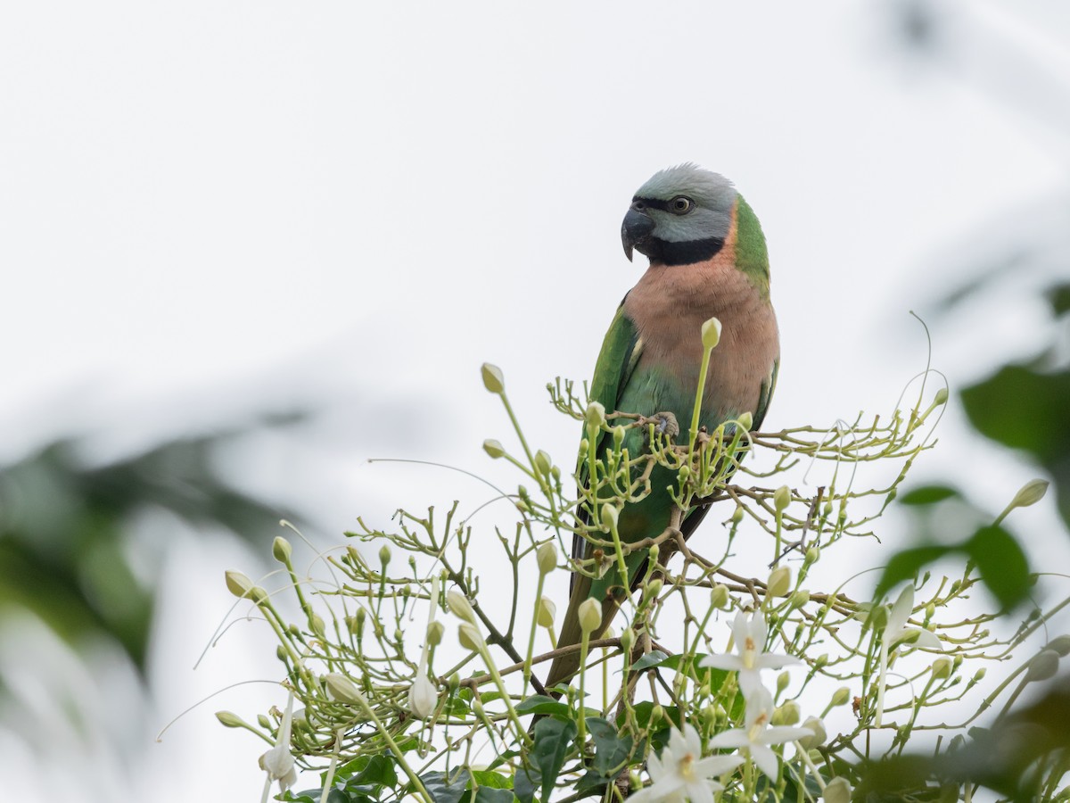 Red-breasted Parakeet - ML645441233