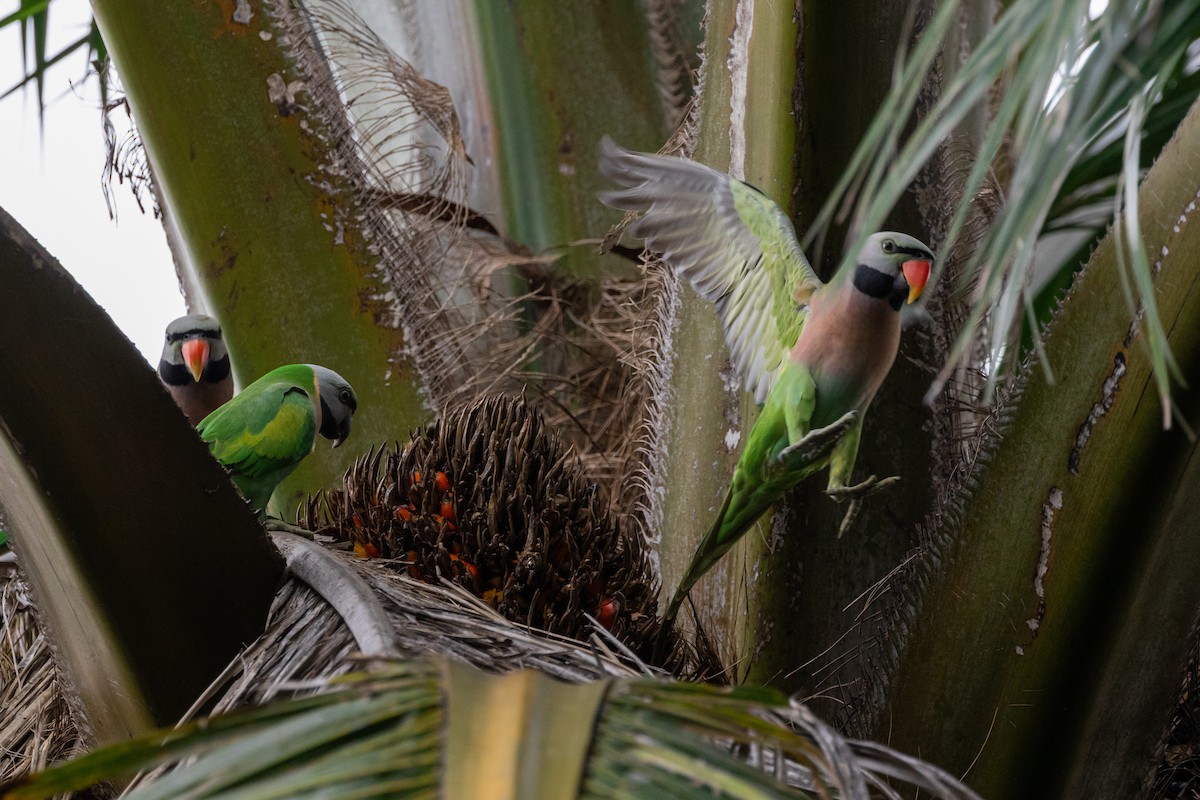 Red-breasted Parakeet - ML645441234