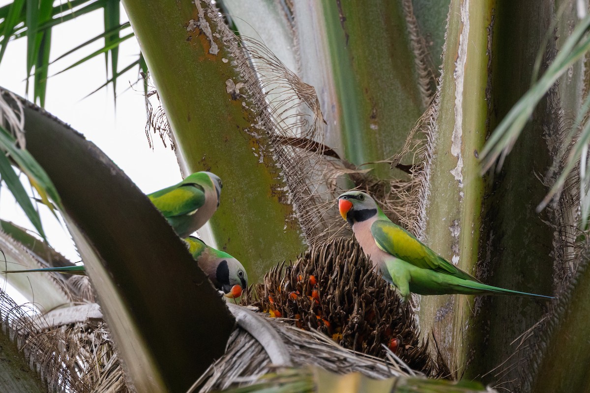 Red-breasted Parakeet - ML645441235