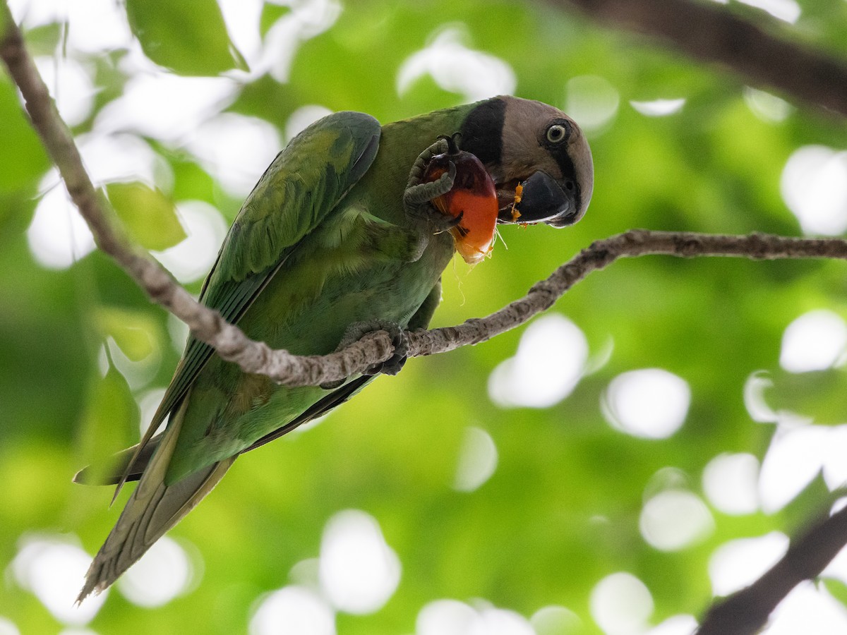 Red-breasted Parakeet - ML645441236