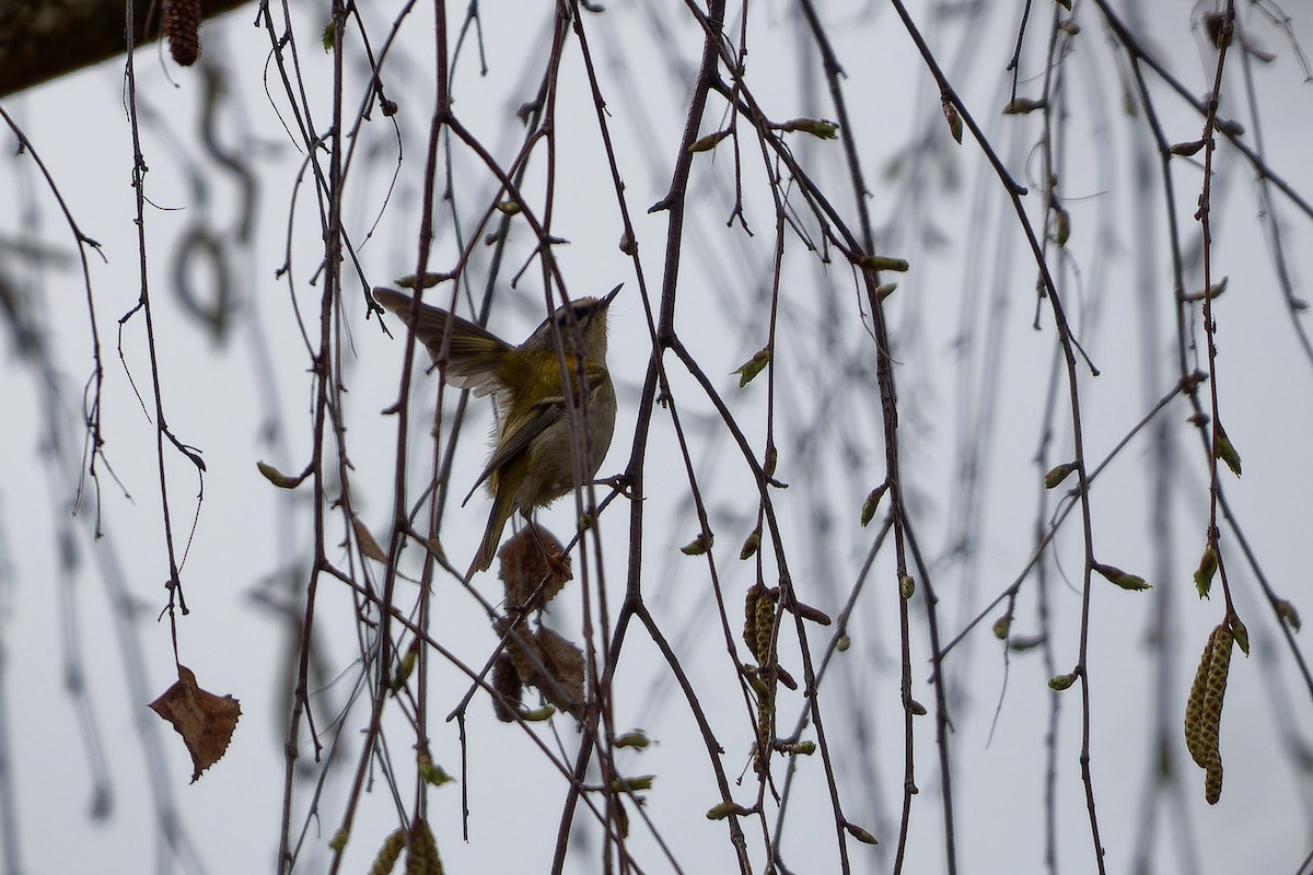 Common Firecrest - ML645441249