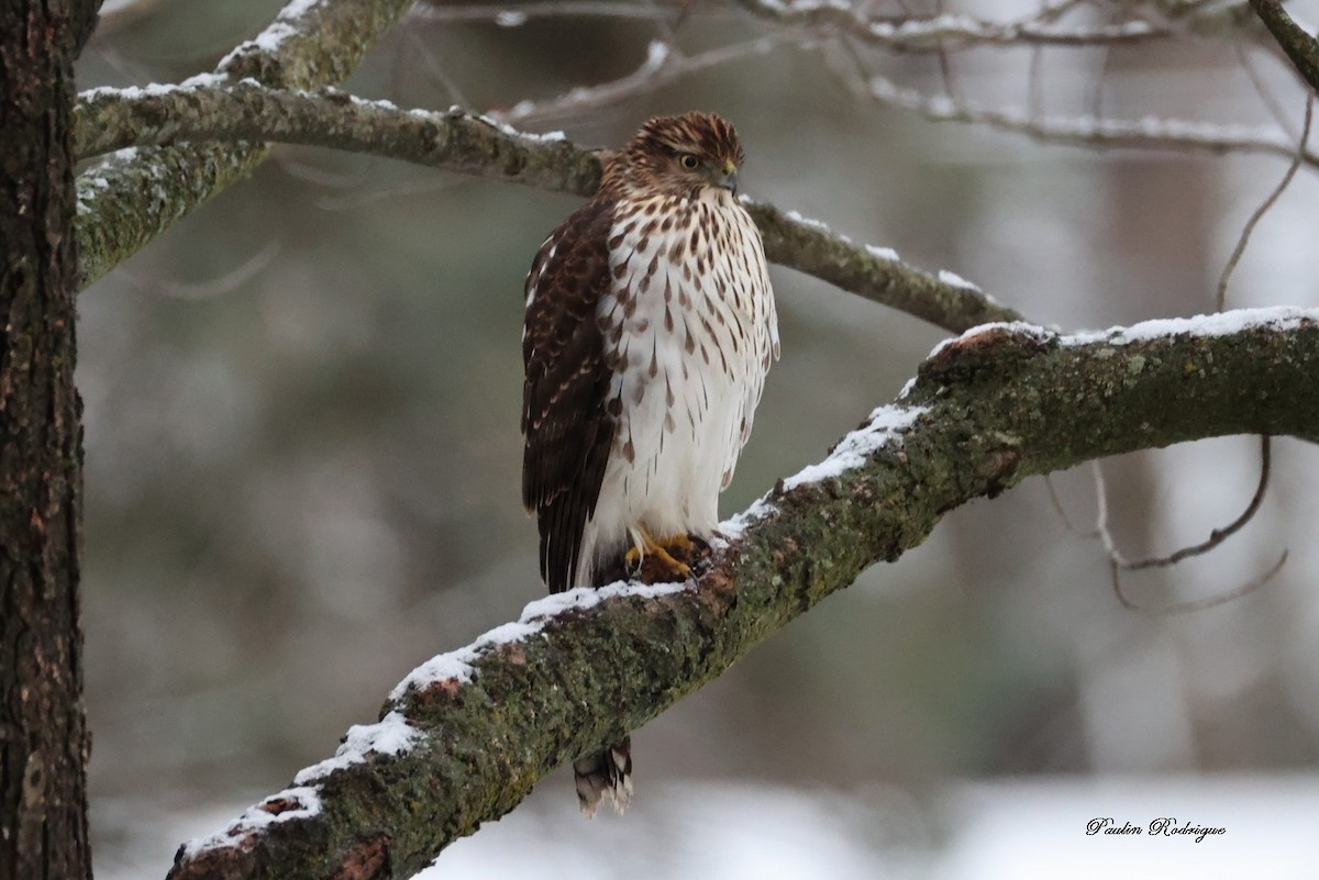Cooper's Hawk - ML645441250