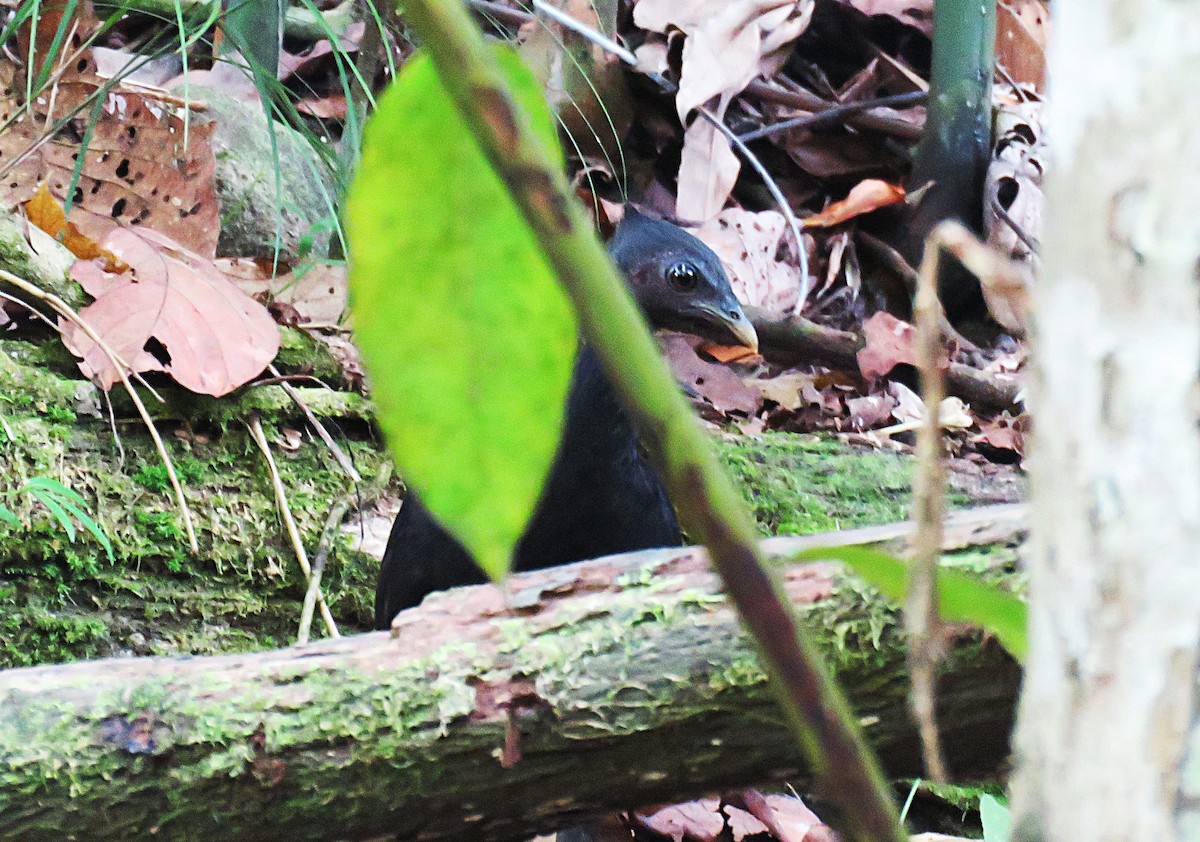 Dusky Megapode (Dusky) - ML645441263