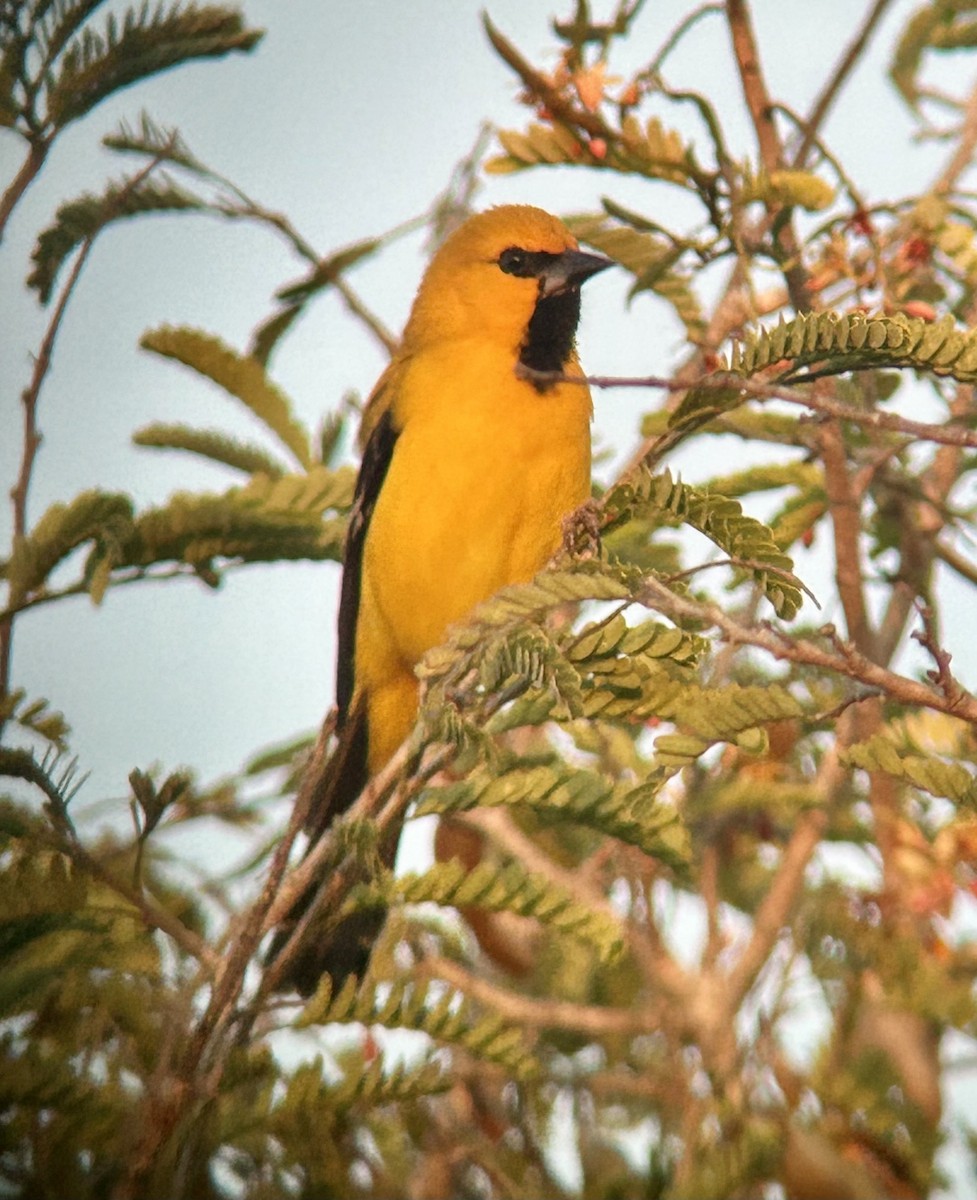 Yellow Oriole - ML645441267