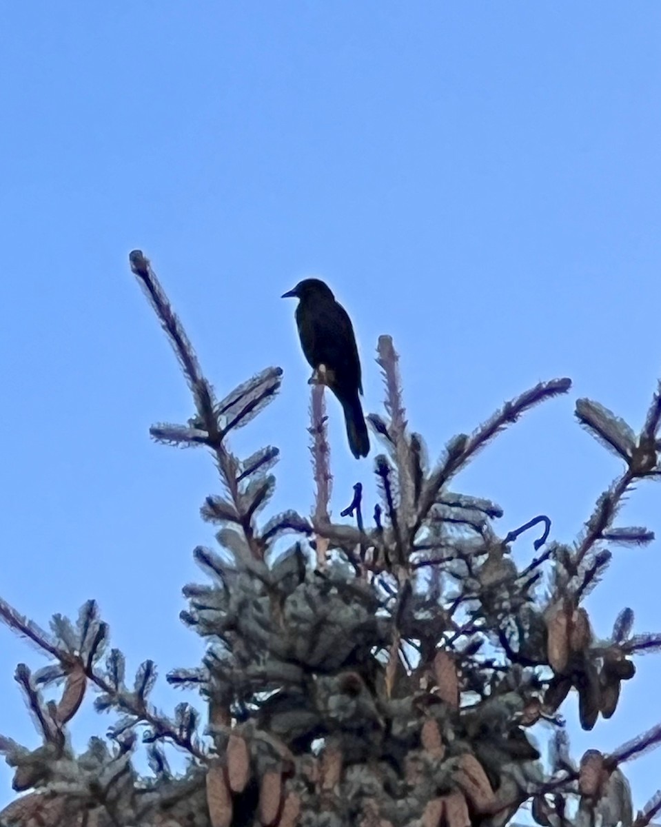 Common Grackle - ML645441270