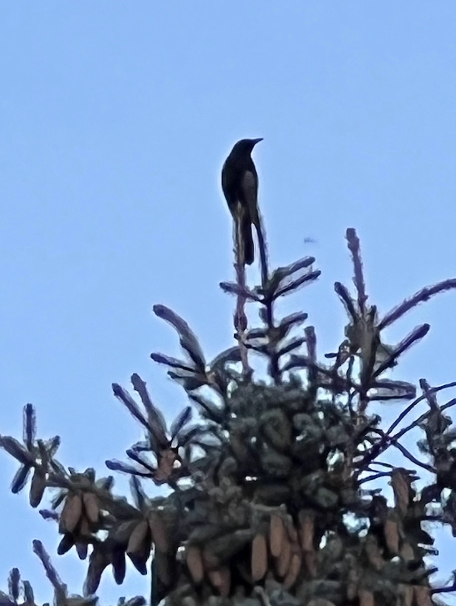 Common Grackle - ML645441271