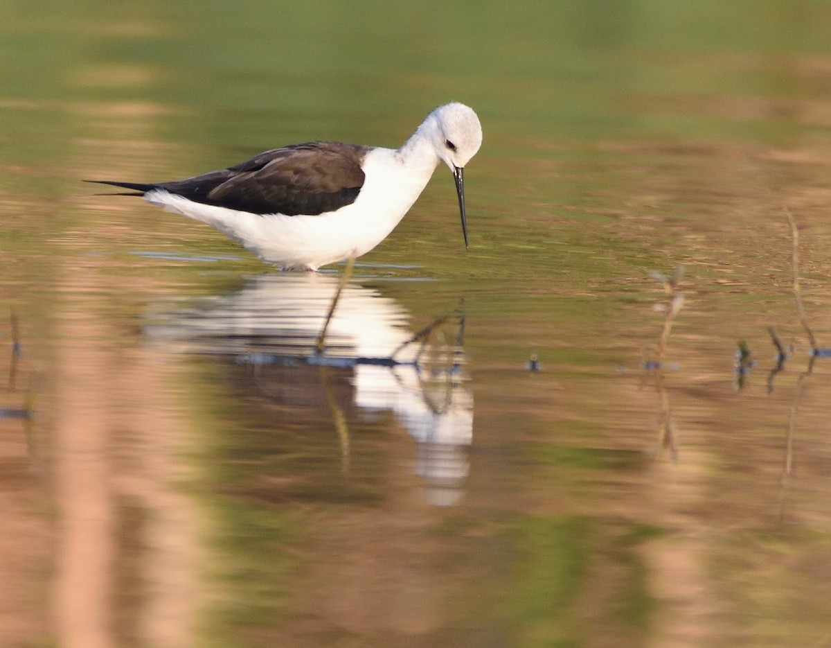 高蹺鴴 - ML645441298