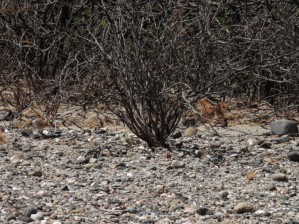 Sandy Gallito - ML645441299