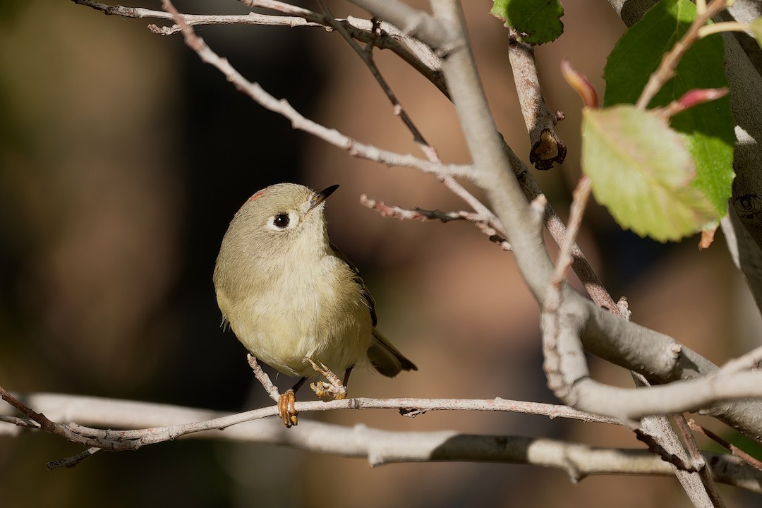 Ruby-crowned Kinglet - ML645441300
