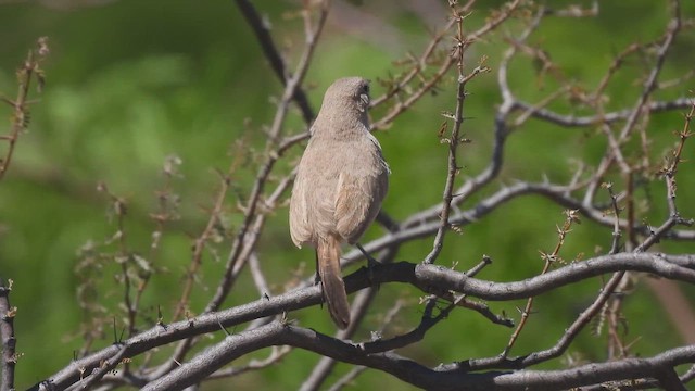 Sandy Gallito - ML645441302