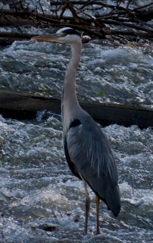 Gray Heron - ML645441308