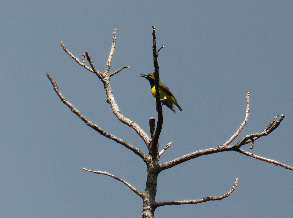 Sahul Sunbird - ML645441313