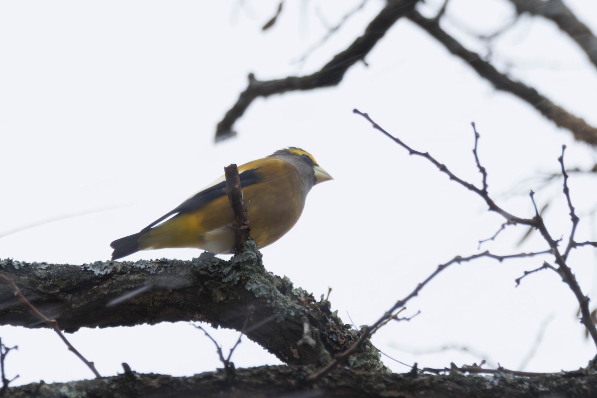 Evening Grosbeak - ML645441314