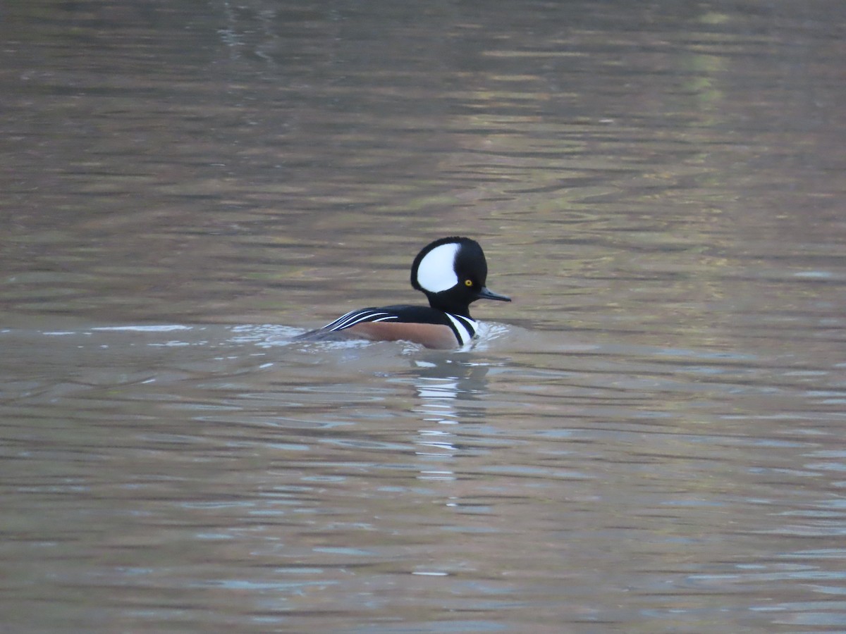 Hooded Merganser - ML645441345