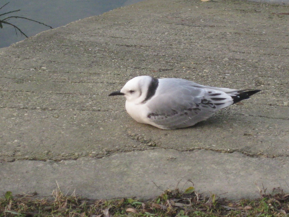 krykkje - ML645441347