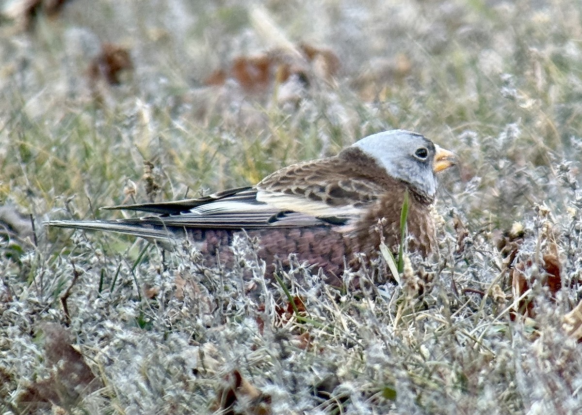 Gray-crowned Rosy-Finch (Hepburn's) - ML645441353
