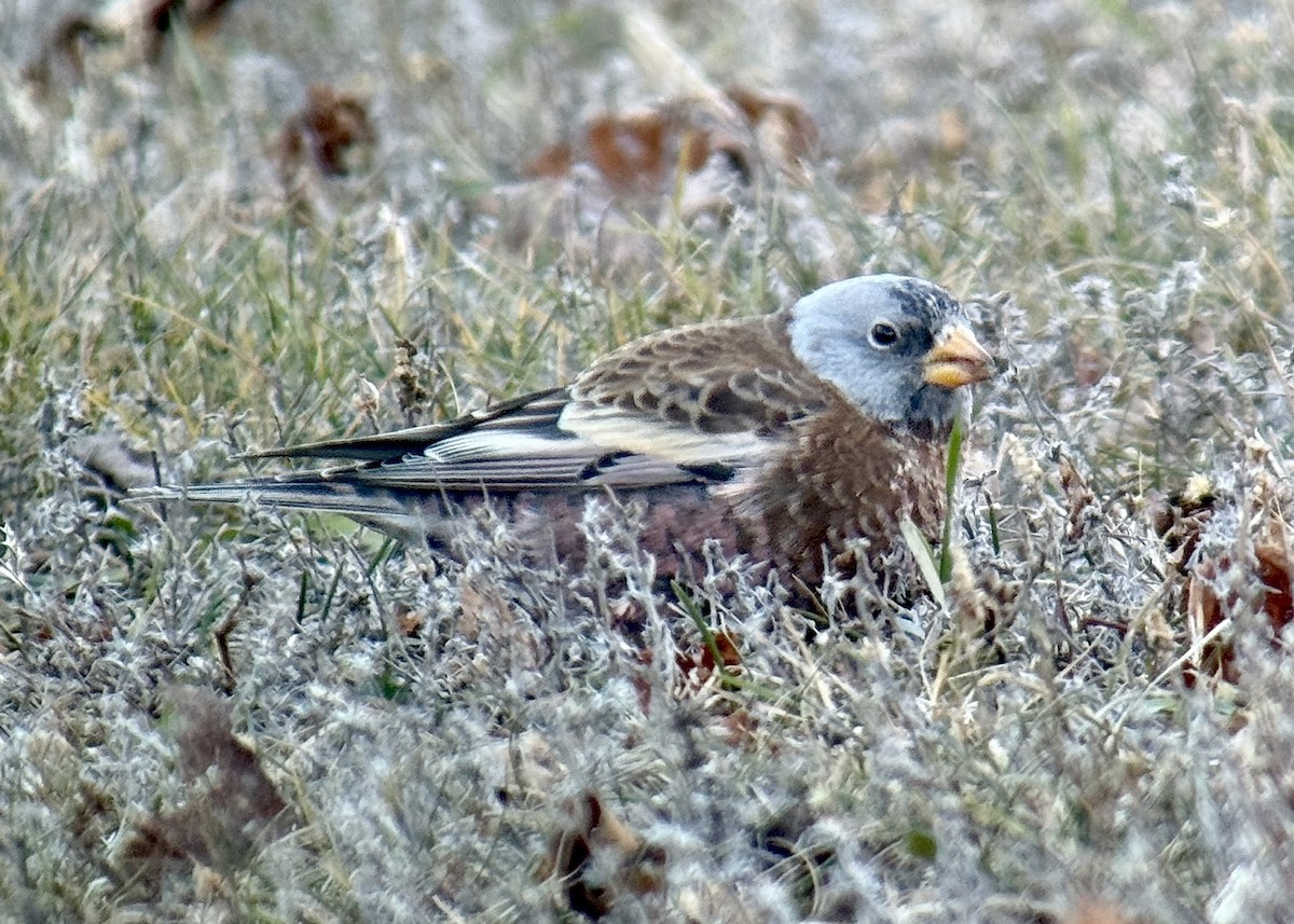 Gray-crowned Rosy-Finch (Hepburn's) - ML645441355