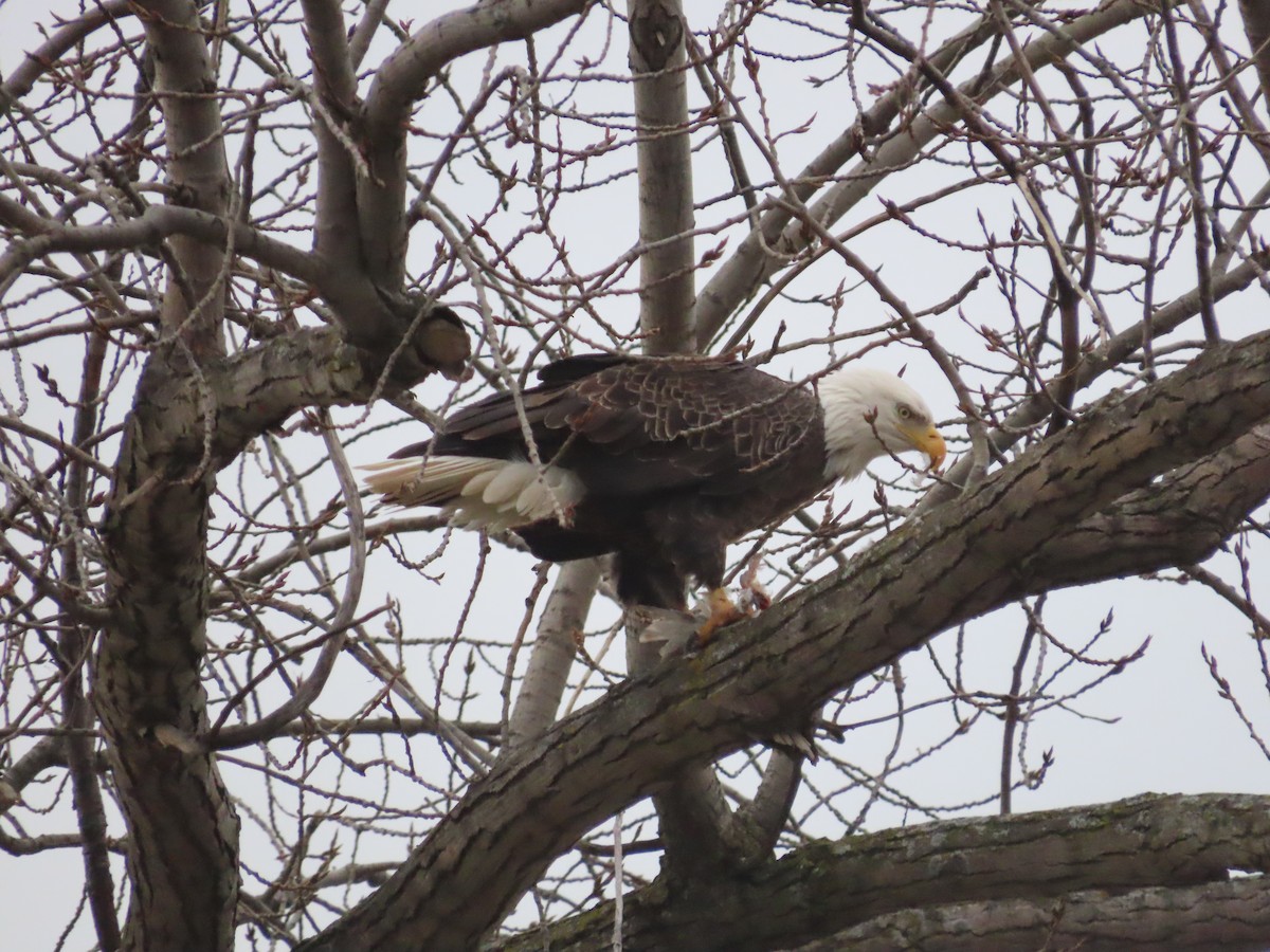 Bald Eagle - ML645441358