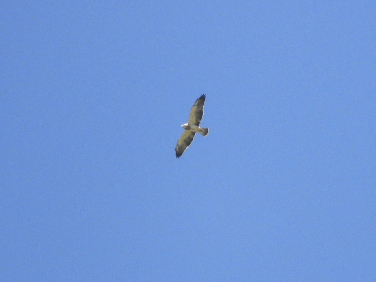 Свенсонов канюк - ML645441364