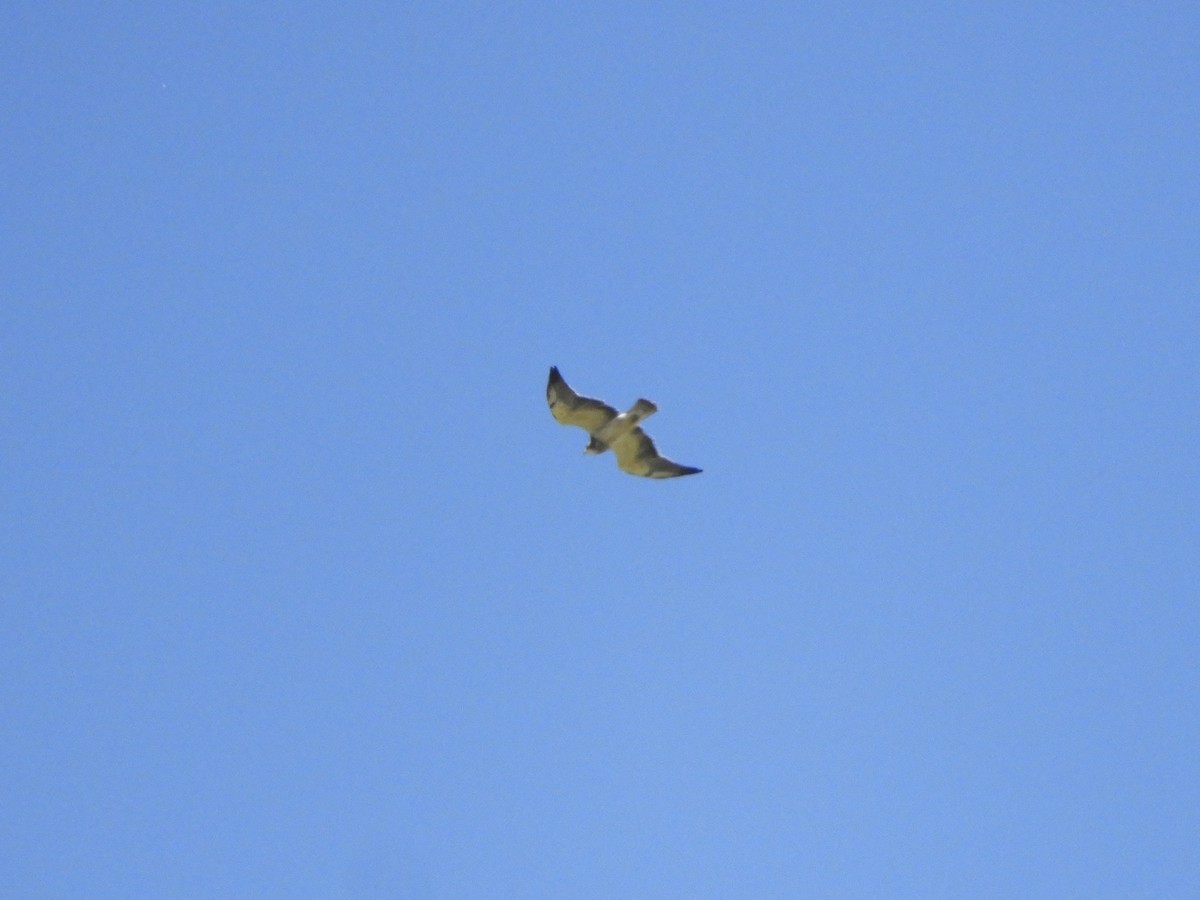 Свенсонов канюк - ML645441365