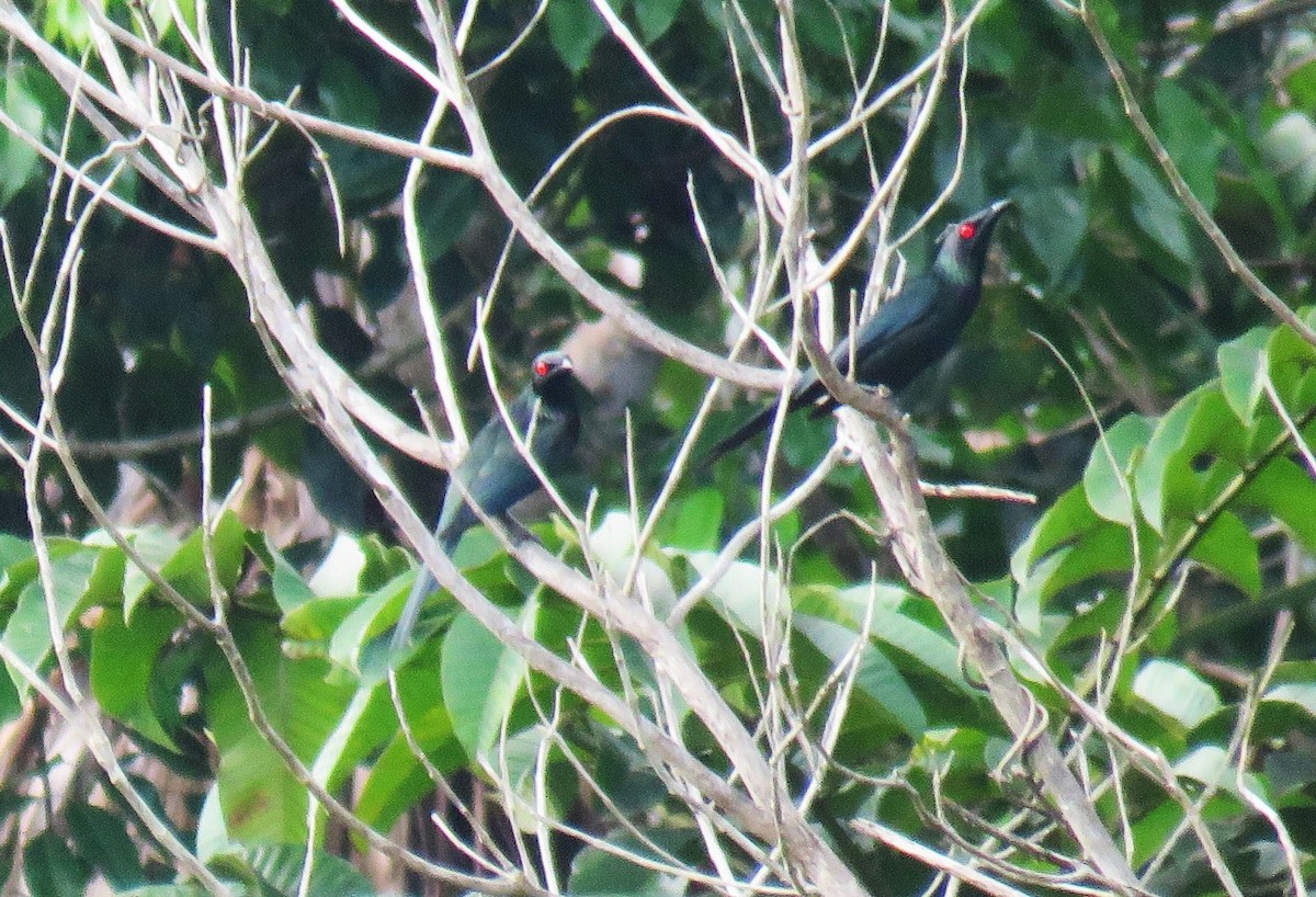 Metallic Starling - ML645441381