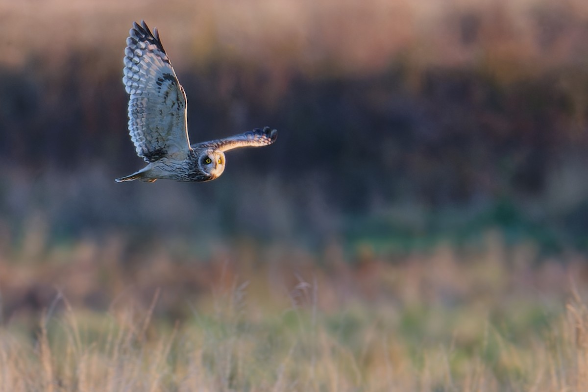 Short-eared Owl - ML645441386