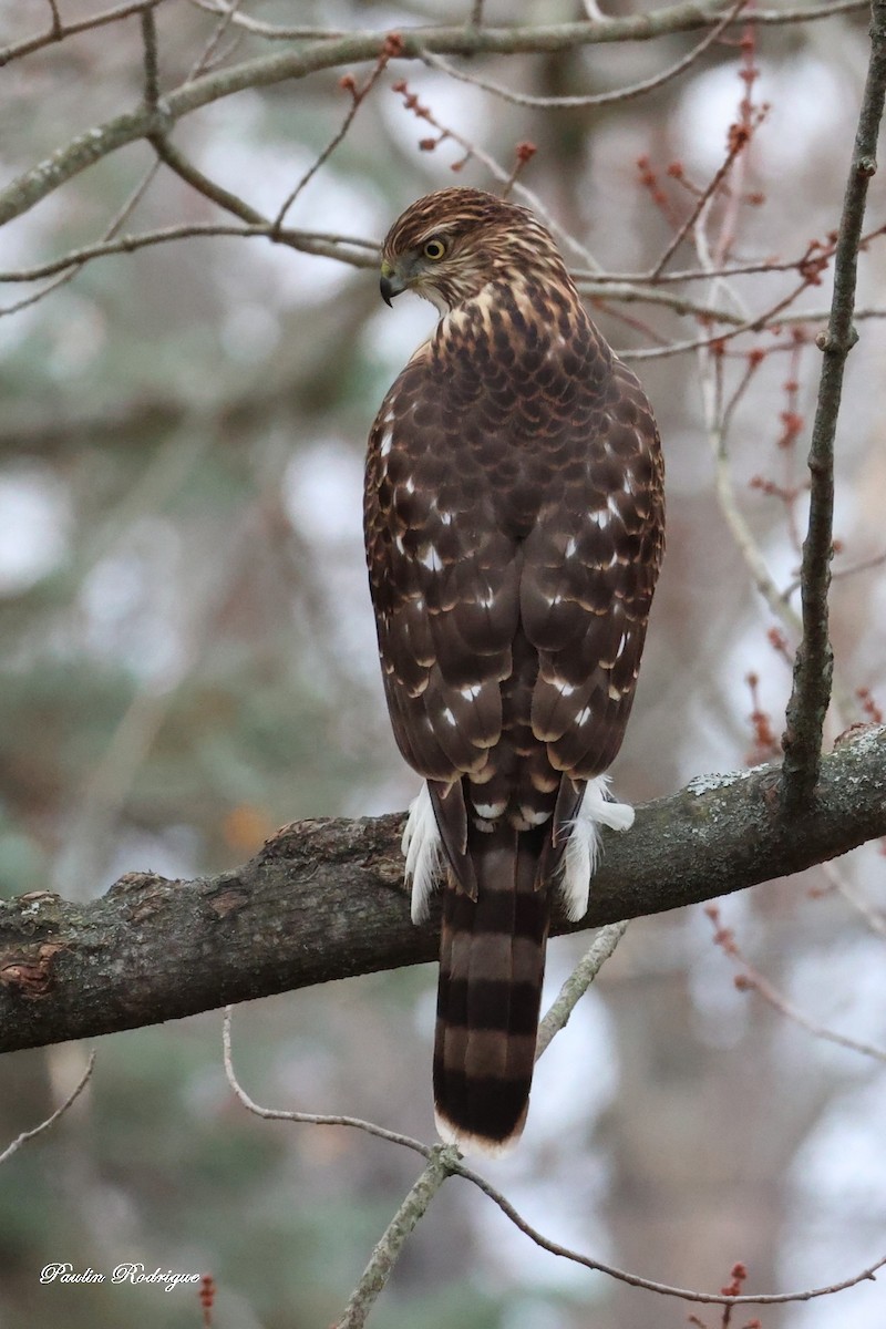 Cooper's Hawk - ML645441417