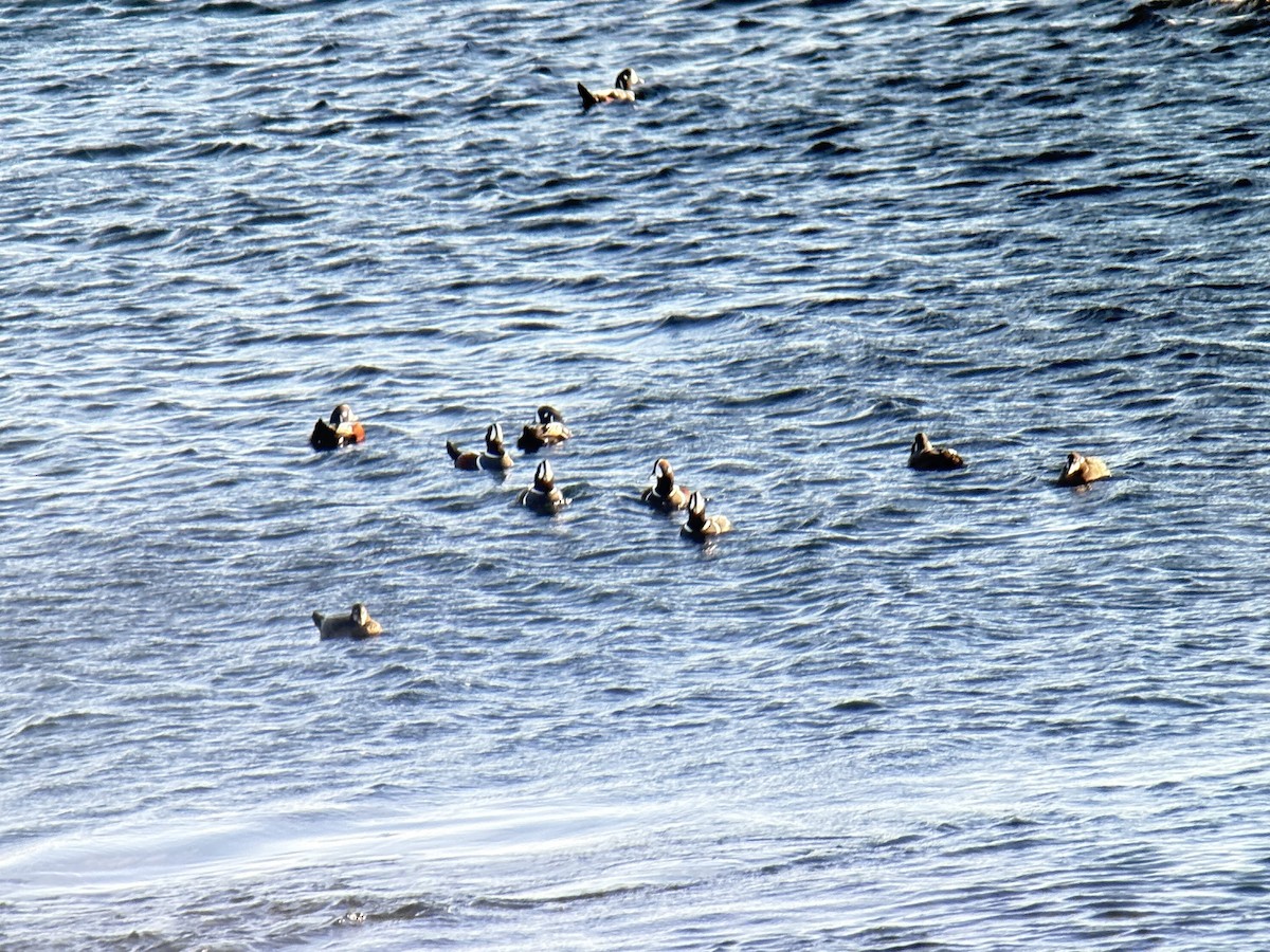 Harlequin Duck - ML645441419