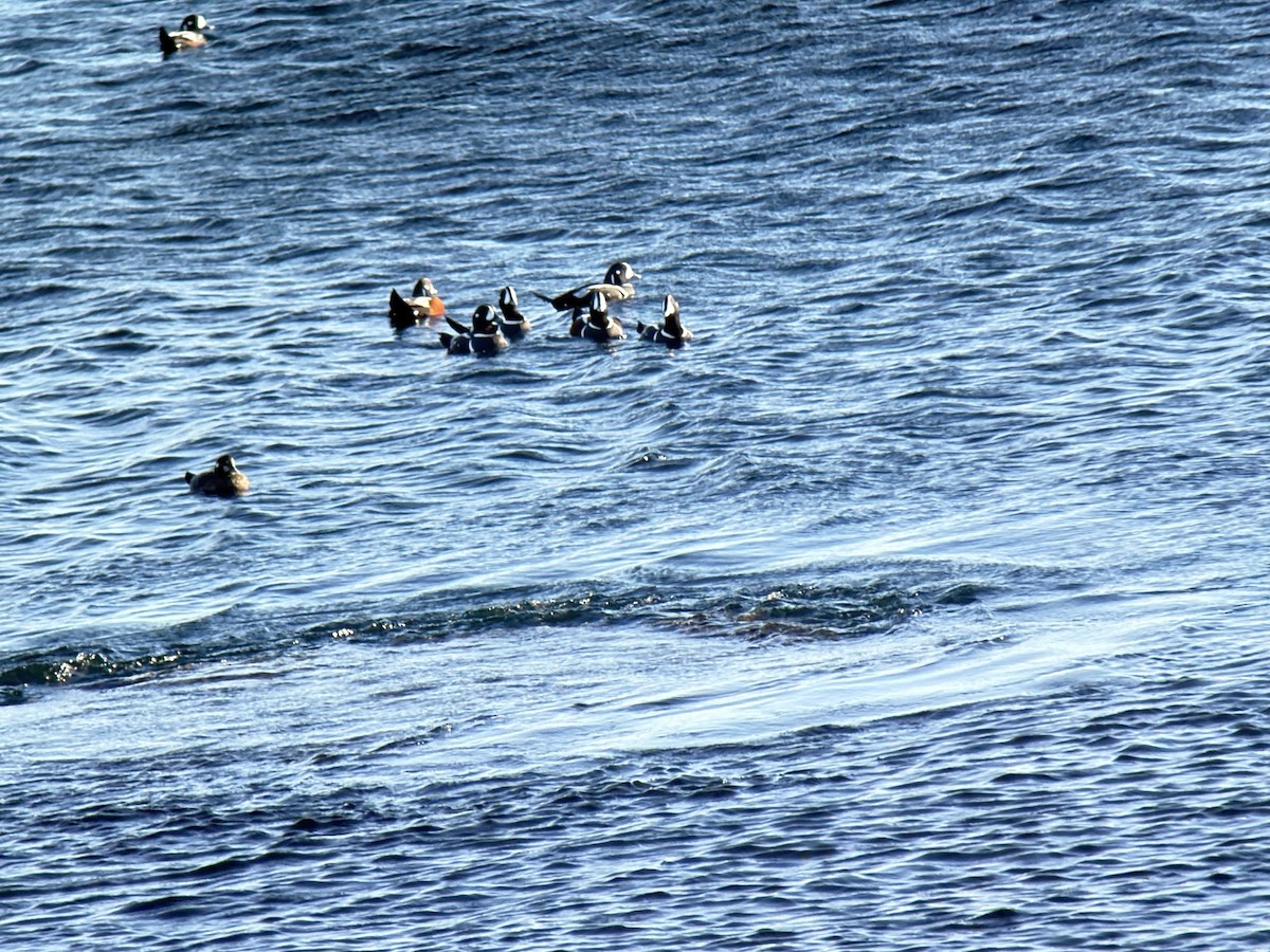 Harlequin Duck - ML645441420