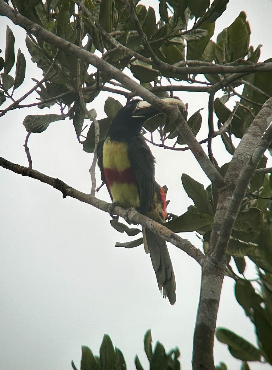 Black-necked Aracari - ML645441421