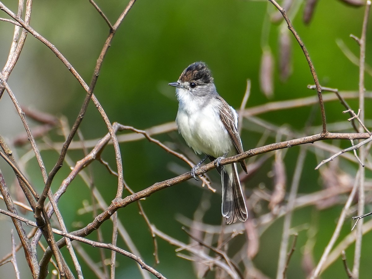 White-naped Xenopsaris - ML645441449
